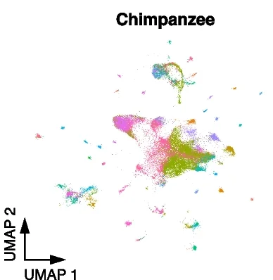 Plot showing: UMAP, Chimpanzee Cells