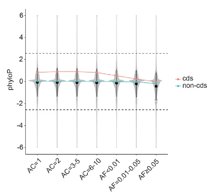 Plot showing: Violin Plot, Line Plot, Allele Count, Allele Frequency, phyloP Score