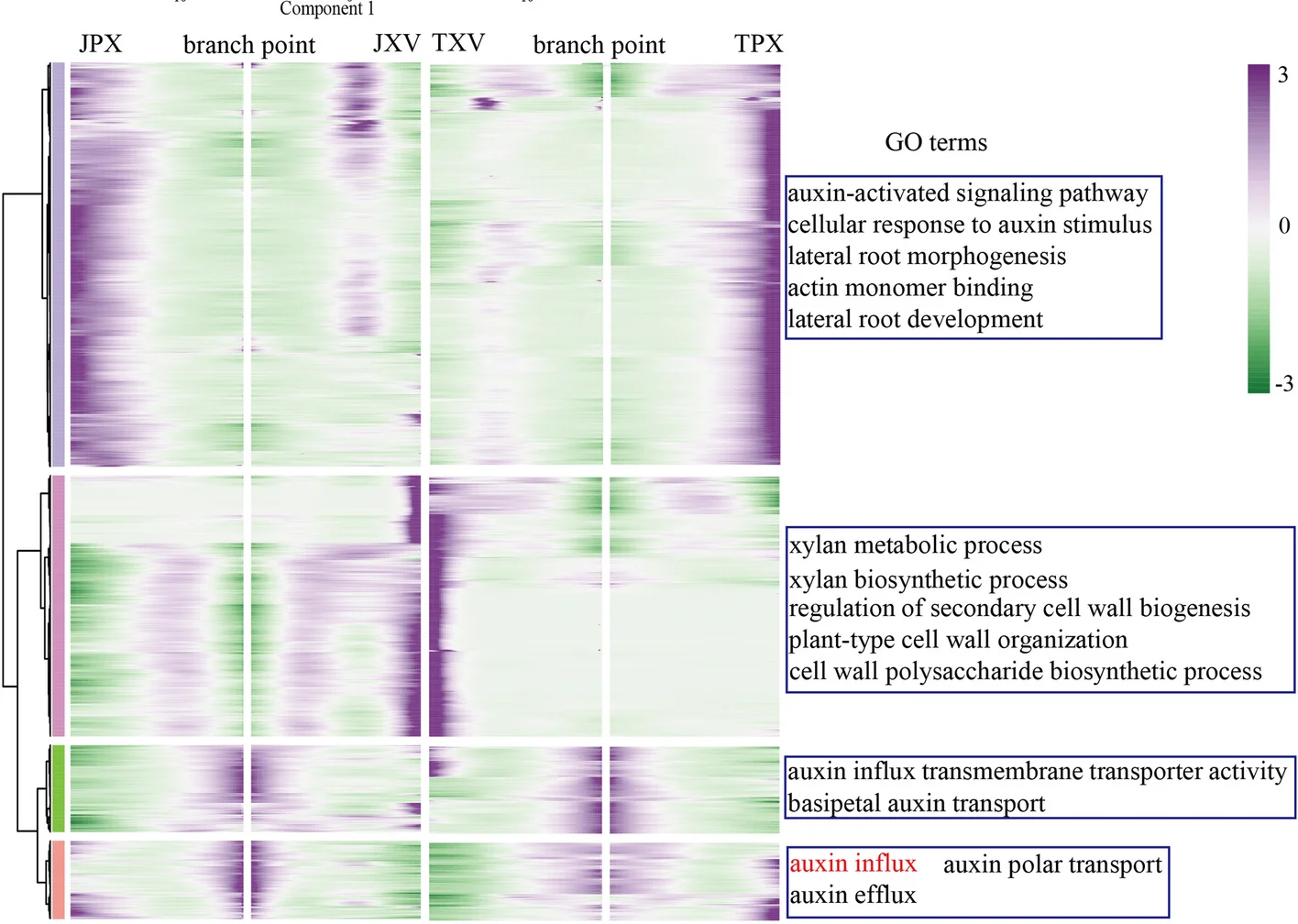 Plot showing: Heatmap, Clustered, Branch-dependent Genes, Pseudotime, GO Terms