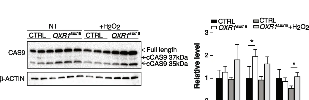 Plot showing: Bar Plot, Error Bars, Gel, Western Blot, Caspase-9