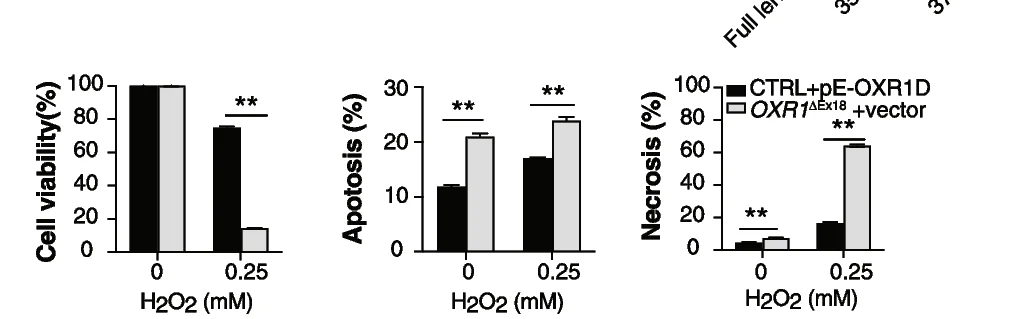 Plot showing: Bar Plot, Error Bars, Clustered, Cell Viability, Apoptosis