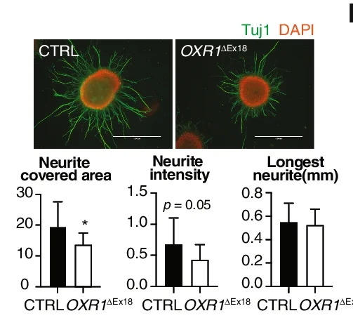 Plot showing: Bar Plot, Error Bars, Immunocytochemistry, Neurospheres, OXR1 ΔEx18