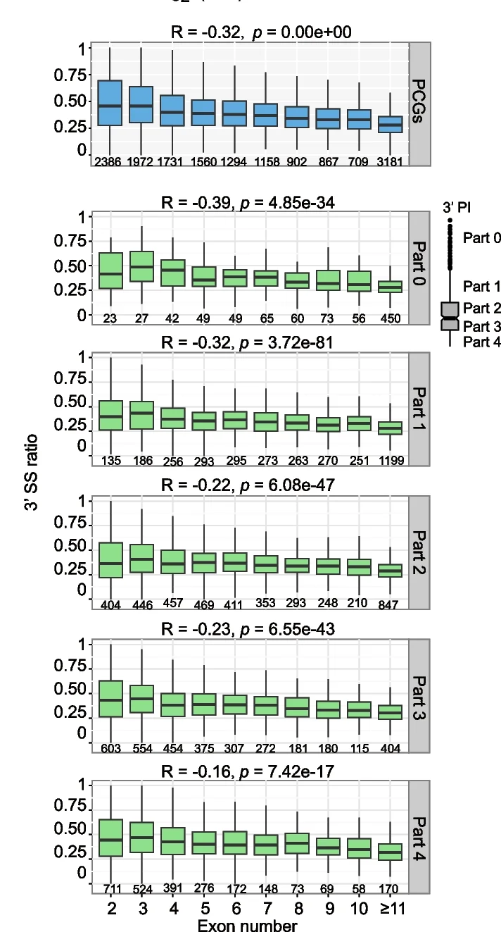 Plot showing: Box Plot, Box Plots, 3'SS Ratio, Exon Numbers, Gene Groups