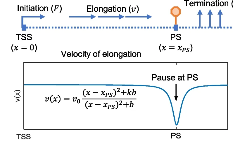Plot showing: Line Plot, Workflow, Mathematical Model, Pol II Pausing, Elongation Velocity