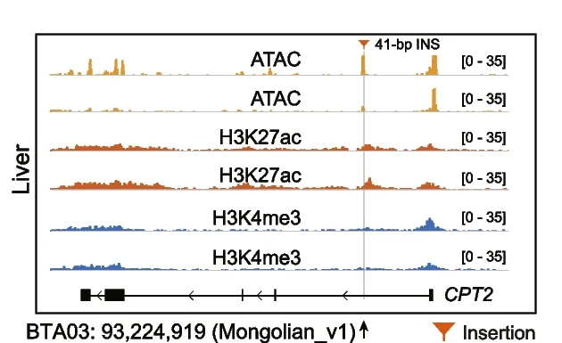 Plot showing: Line Plot, Insertion, Enhancer, CPT2 Gene, Allele Frequency Difference