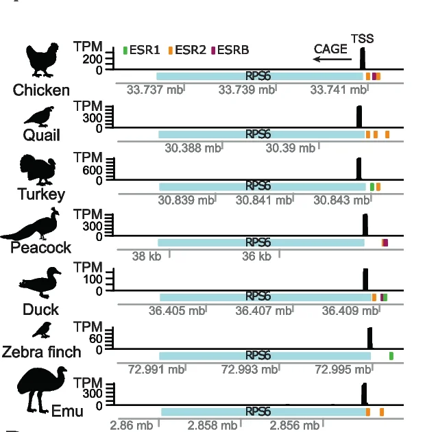 Plot showing: Bar Plot, RPS6, Genomic view, TSS peak, Isoform