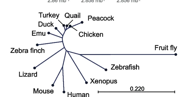 Plot showing: Network, Pathway, Phylogenetic tree, RPS6, Nucleotide sequences alignment