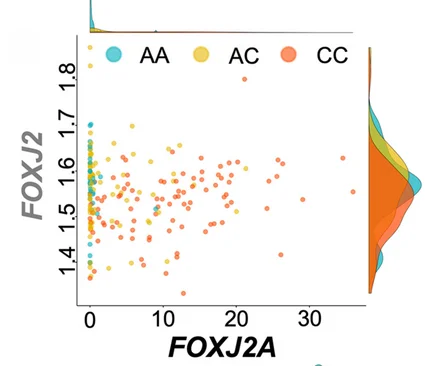 Plot showing: Scatter Plot, Density Plot, Scatter Plots, Expression Levels, Correlations
