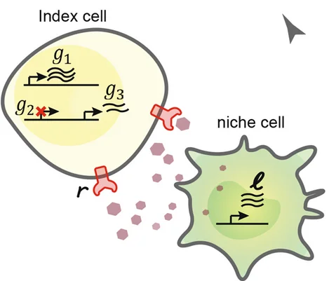 Plot showing: Illustration, Workflow, Ligands, Niche Cell Type, Index Cell Type