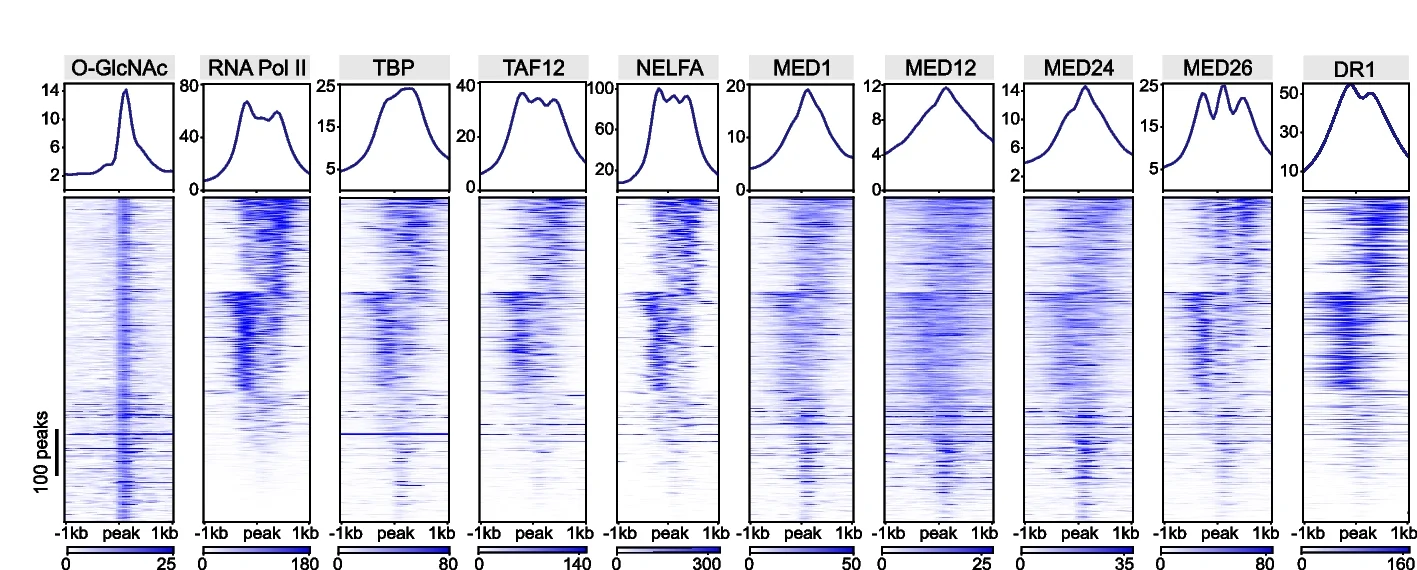 Plot showing: Heatmap, Line Plot, O-GlcNAc CUT&RUN Signal, ChIP-seq Signal, Transcription Proteins