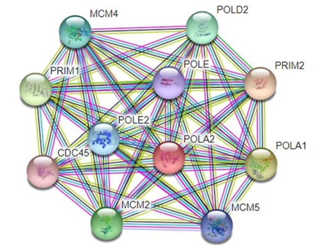 Plot showing: Network, Pathway, Protein Interaction Network, POLA2, STRING Database