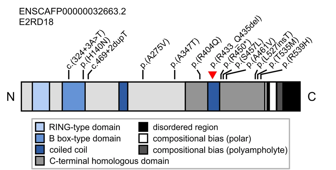 Plot showing: Illustration, Schematic Representation, Canine, RNF207 Protein, Variant