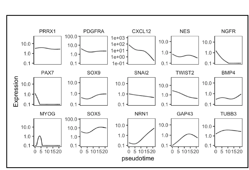 Plot showing: Line Plot, Pseudotime Trajectory, Mesenchymal Marker, CXCL12, NC-related Markers