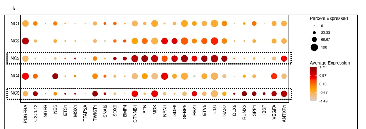 Plot showing: Bubble Plot, Heatmap, BMSC-Neurospheres, Marker Expression, Clusters