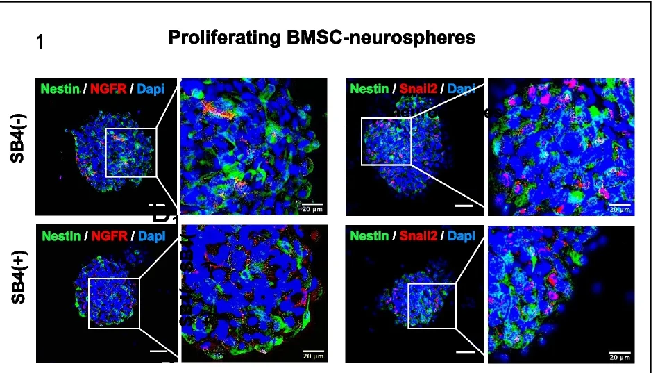 Plot showing: Microscopy, Immunocytochemistry, BMSC-Derived Neurospheres, Neural Crest Marker, Neural Markers