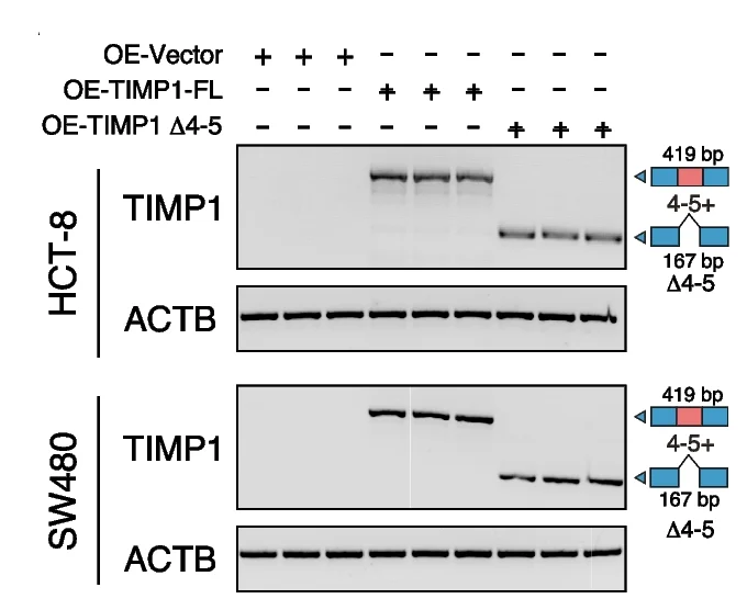 Plot showing: Gel, TIMP1, Overexpression, HCT-8 Cells, SW480 Cells
