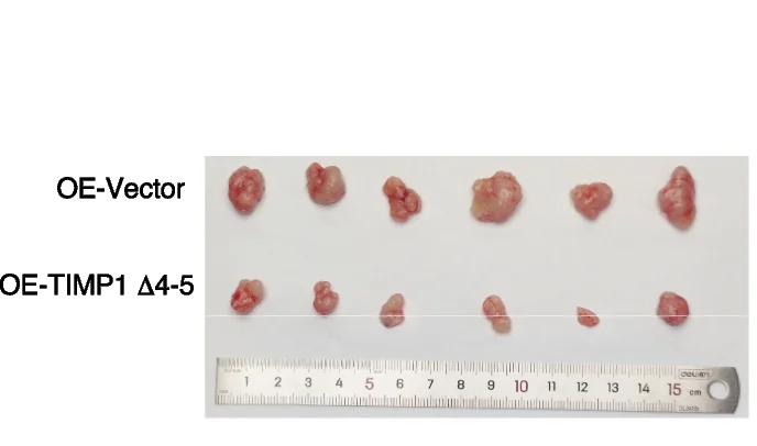 Plot showing: Photo, Xenograft Mouse Model, SW480 Cells, TIMP1, Lentivirus