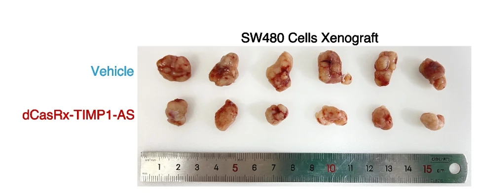 Plot showing: Photo, Xenograft Mouse Model, SW480 Cells, BALB/c Nude Mice, Tumors