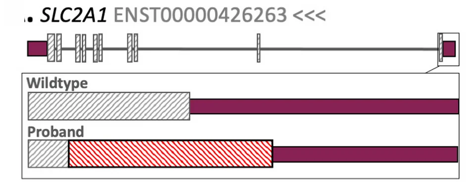 Plot showing: Illustration, Gene Diagram, ORF, SLC2A1 Gene, Proband