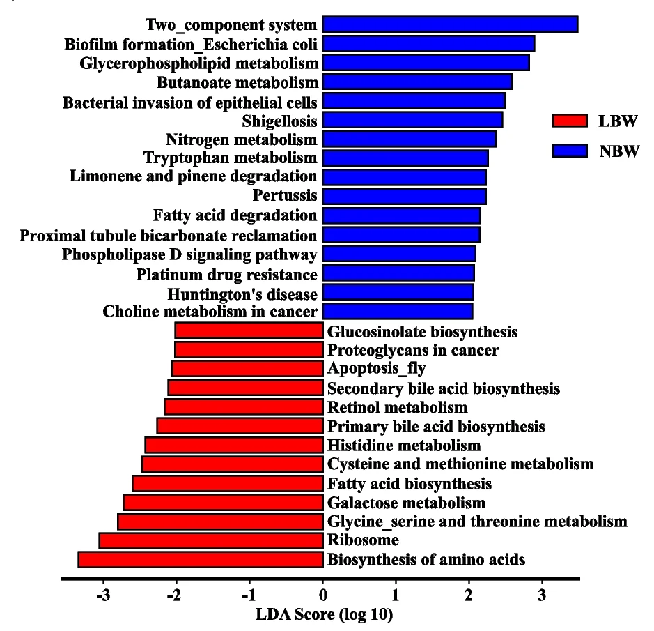 Plot showing: Bar Plot, LEfSe, Microbial Function, PICRUSt2, LBW