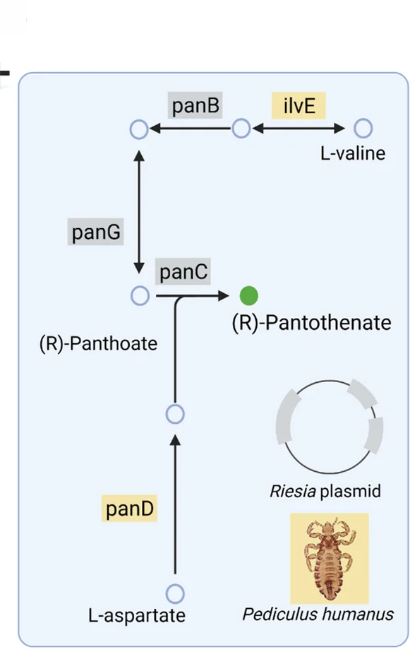 Plot showing: Workflow, Pathway, Illustration, Photo, Pantothenate Synthesis Pathway