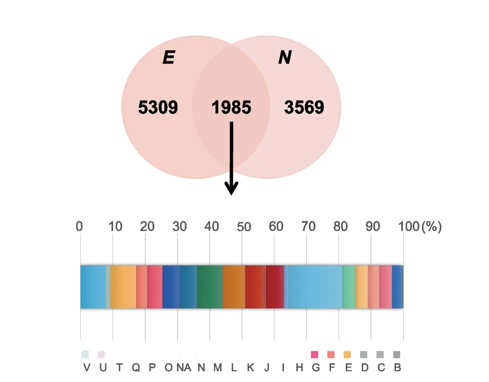 Plot showing: Venn Diagram, Bar Plot, Functional Enrichment, Core Genomes, Clusters of Orthologous Groups