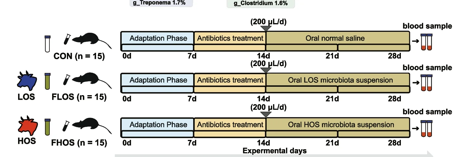 Plot showing: Workflow, Fecal Transplantation, Experiment Design