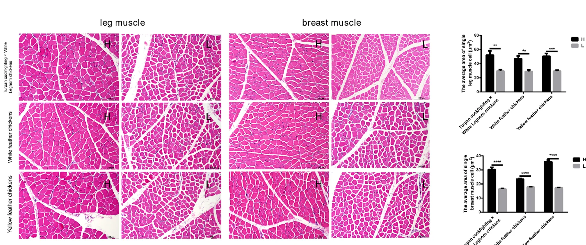 Plot showing: Bar Plot, Microscopy, Leg Muscle Cell, Breast Muscle Cell, Cross-sectional Area
