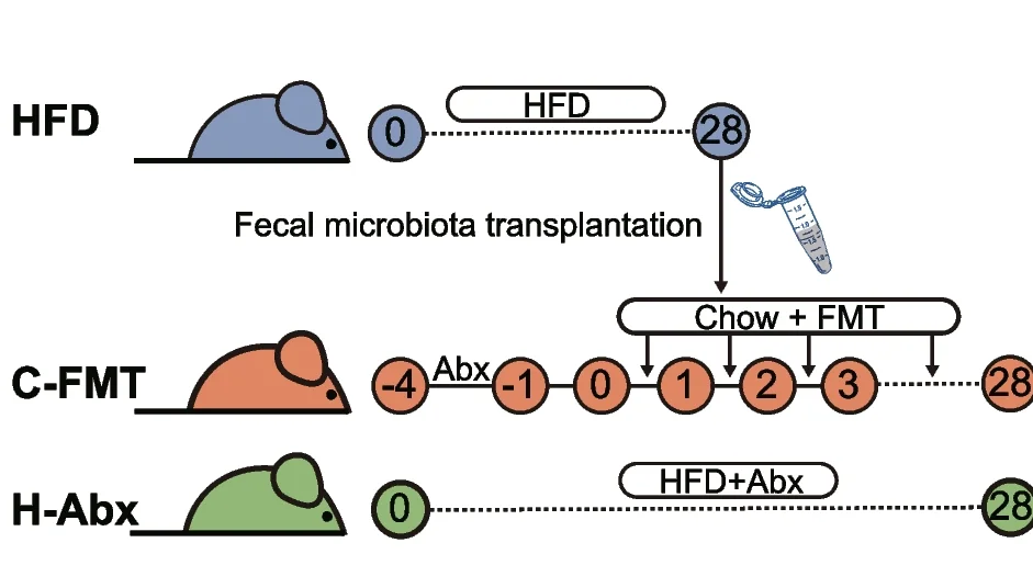 Plot showing: Workflow, Flowchart, Illustration, Fecal Microbiota Transplantation, Antibiotic Cocktail