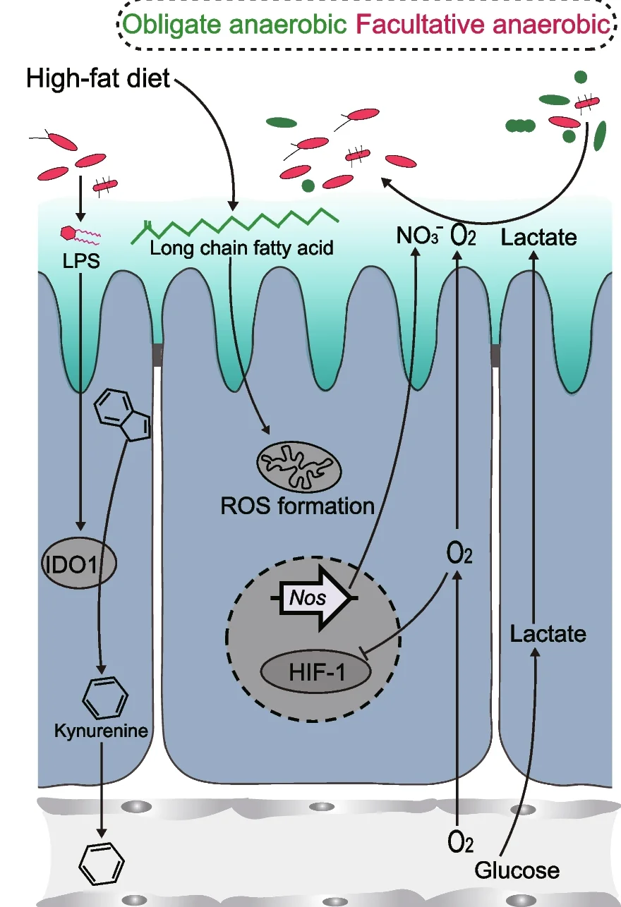 Plot showing: Workflow, Illustration, HFD, Colonic Butyrate, Fatty Acids
