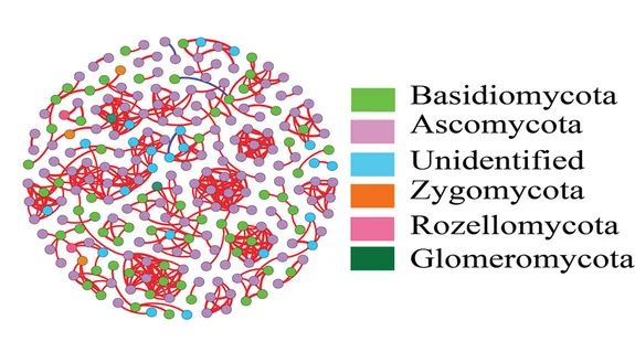 Plot showing: Network, Pathway, Root Endophytic, Fungal Co-occurrence Network, M. sinensis