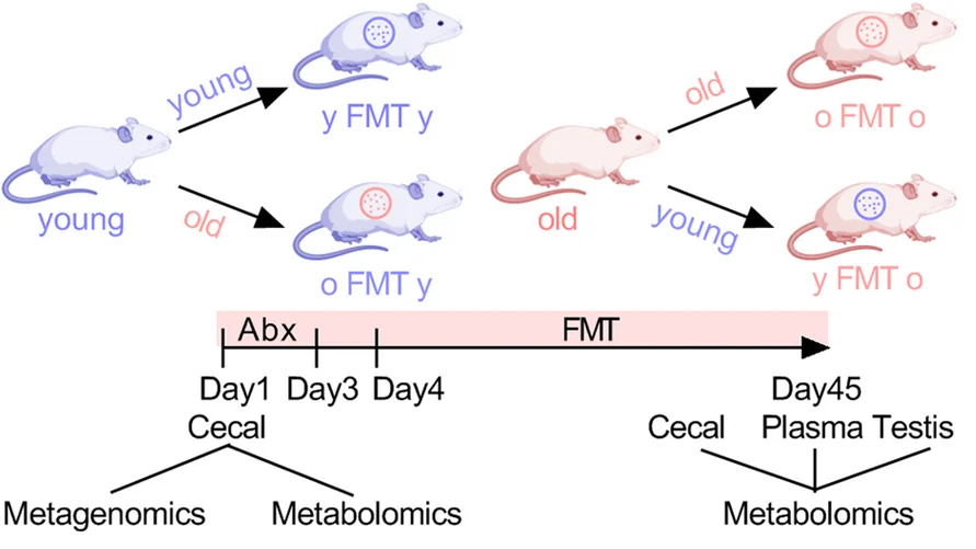 Plot showing: Workflow, Flowchart, Illustration, Fecal microbiota transplantation, Multi-omics examination