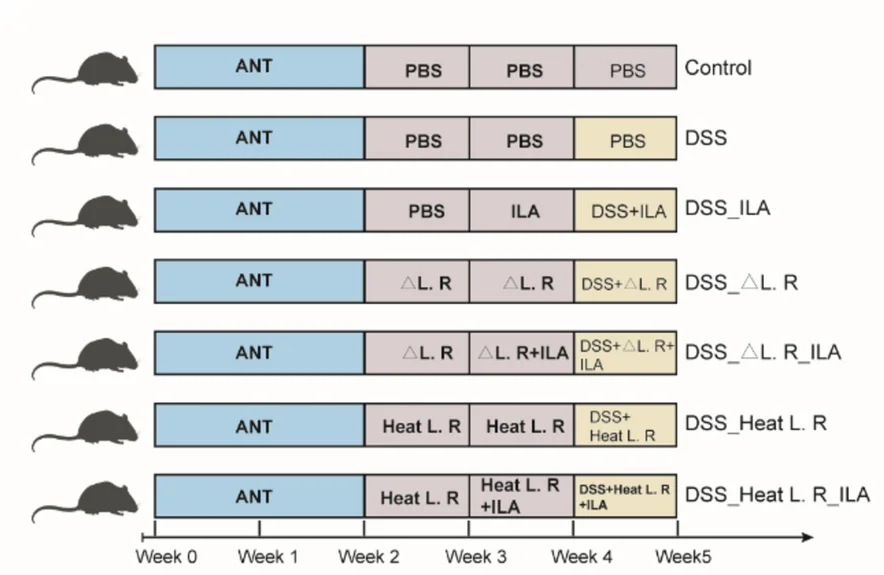 Plot showing: Workflow, Experimental Scheme, Cross-feeding, Intestinal Microbiota, Antibiotic Administration