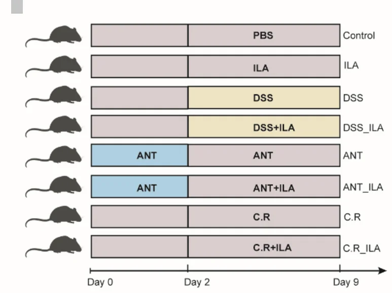 Plot showing: Workflow, Experimental Scheme, Intestinal Microbiota, ILA, IPA
