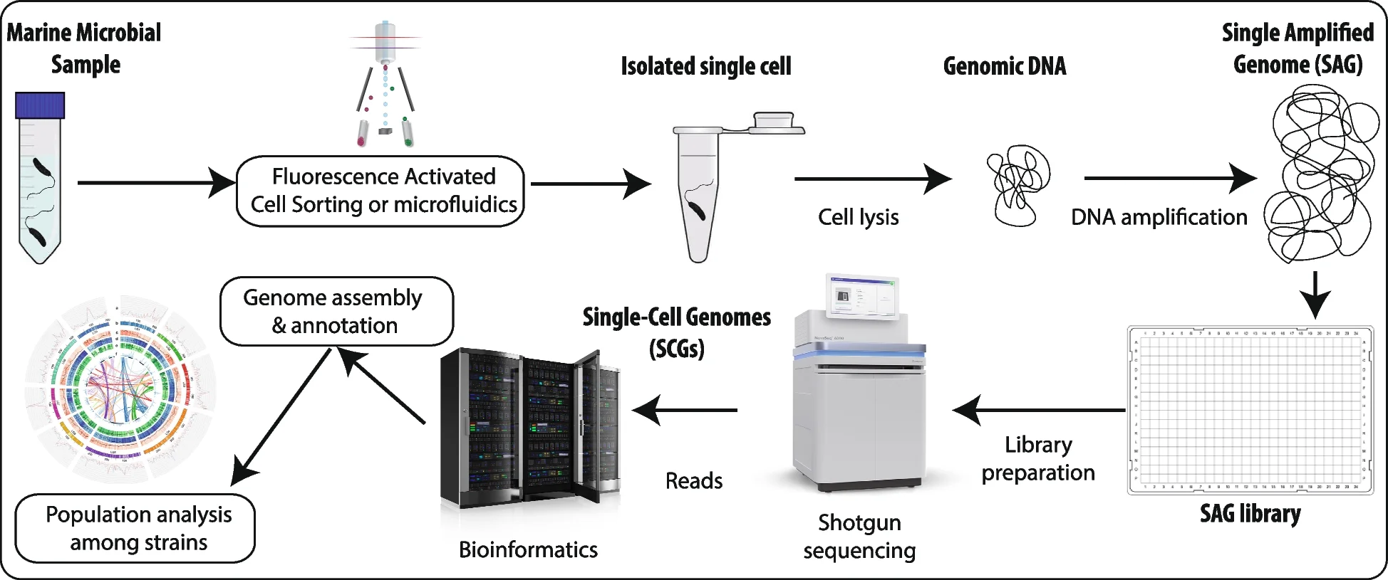 Plot showing: Workflow, Flowchart, Illustration, Single Cell Genomics, Microbial Cells