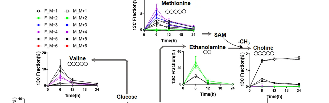 Plot showing: Line Plot, Error Bars, Workflow, Inulin Carbon, Amino Acid Metabolism