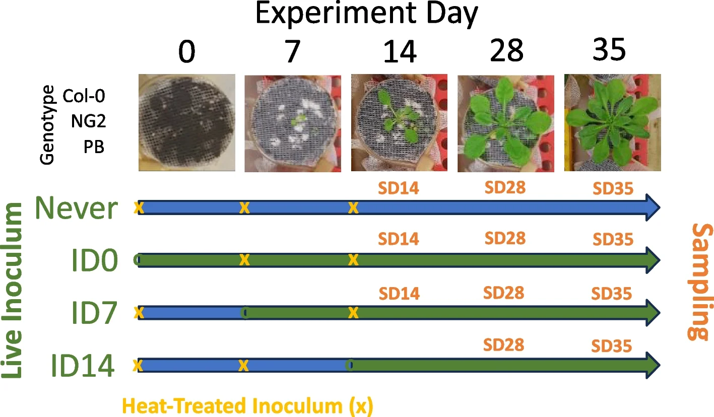 Plot showing: Workflow, Photo, Flow Pot Experiment, Inoculation, Live Inoculum